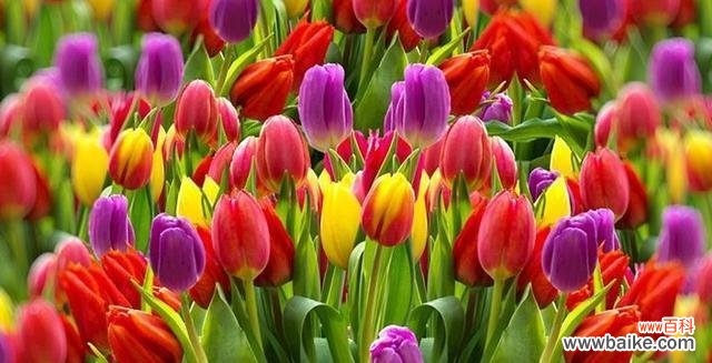 曼妙的花语传承千年绽放动人之美 郁金香