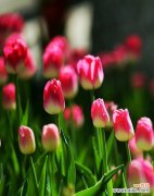 解读郁金香颜色 郁金香之色