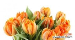 花开人生 郁金香——寓意与花语