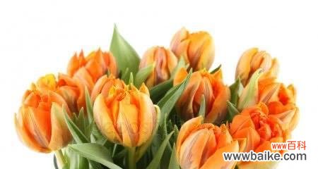 花开人生 郁金香——寓意与花语