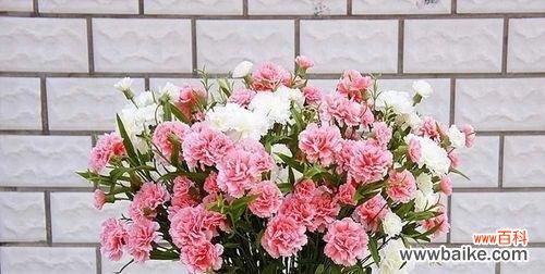 康乃馨的象征意义包括哪些？