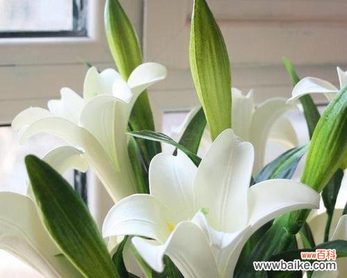 尔丛香百合的花语是什么？它在花语中代表了什么？