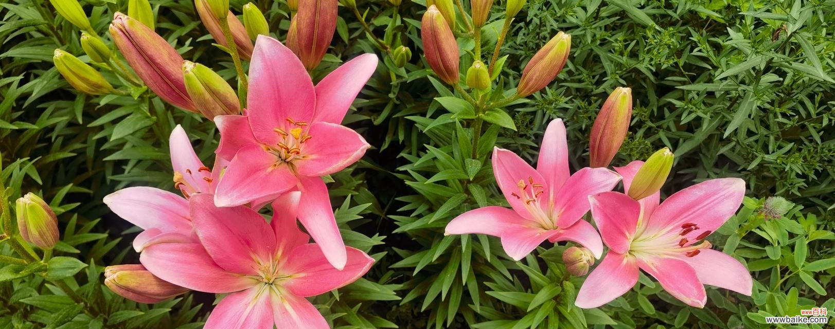 尔丛香百合的花语是什么？它在花语中代表了什么？