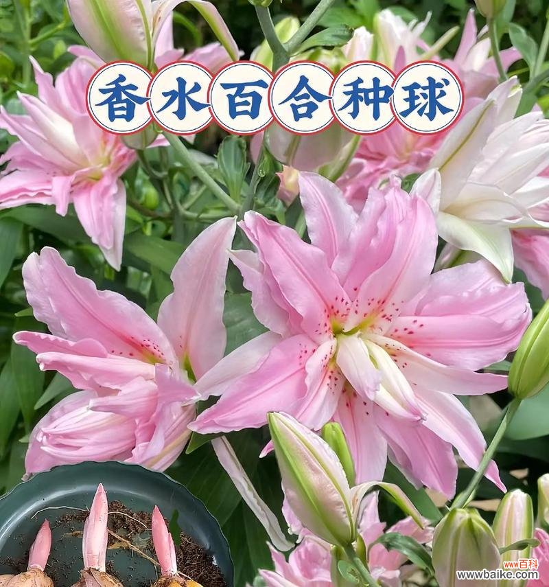尔丛香百合的花语是什么？它在花语中代表了什么？
