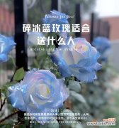 二乔玫瑰的花语有何寓意？