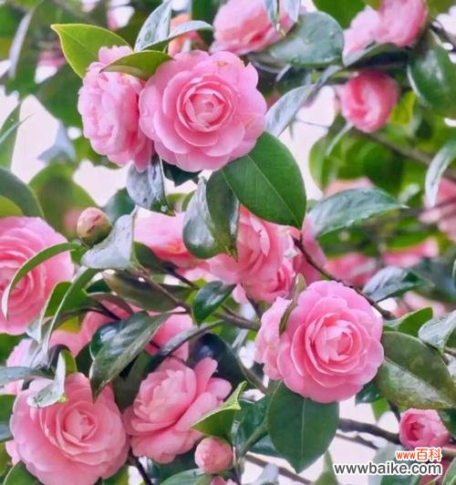 送给女朋友什么花最合适？花语中哪些花代表爱情？