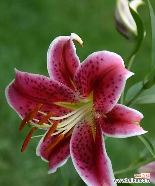 送给女朋友什么花最合适？花语中哪些花代表爱情？