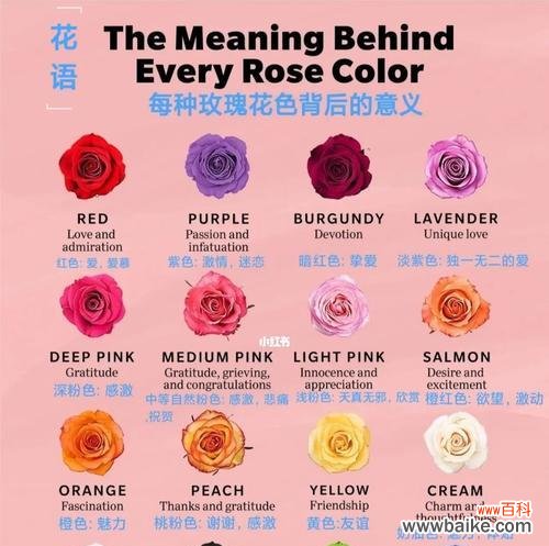 玫瑰花道具花语有何含义?
