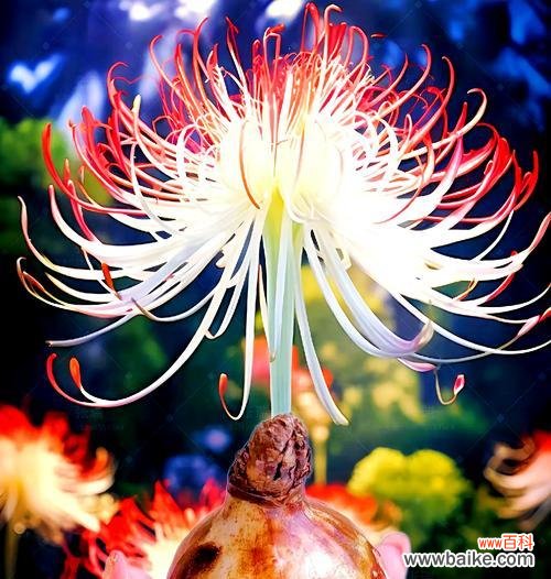 遗憾分别的花语有哪些？