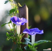 牵牛的花语是什么意思？牵牛花有哪些寓意？