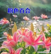 每种花都有什么花语？花的代表花语是什么？