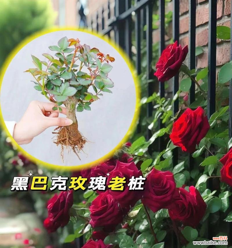 巴克玫瑰代表了什么样的花语？