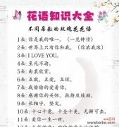 八朵香槟的花语是什么呢？它传递了怎样的信息？