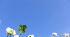 四叶幸运草带给我们的好运与幸福 四叶幸运草的寓意与象征