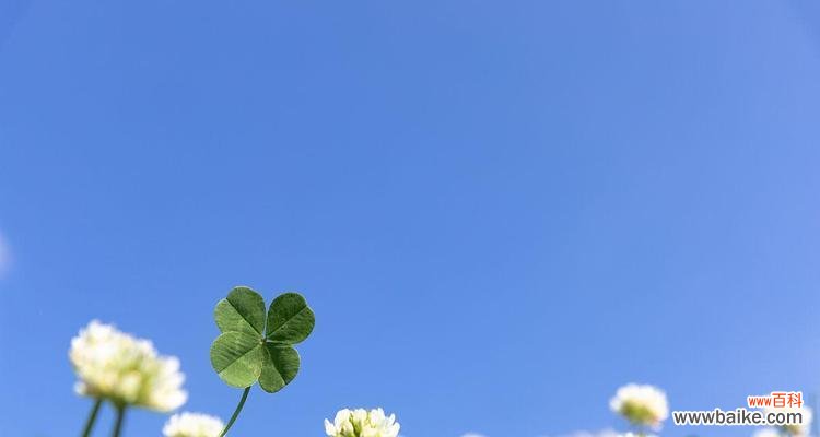 四叶幸运草带给我们的好运与幸福 四叶幸运草的寓意与象征