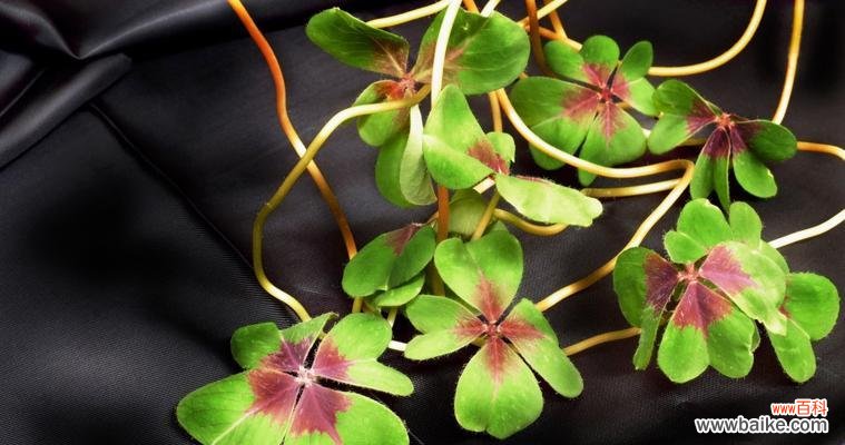 四叶幸运草带给我们的好运与幸福 四叶幸运草的寓意与象征