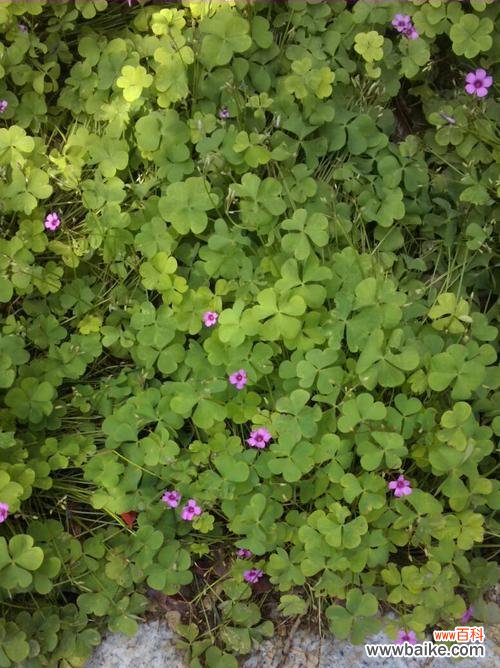 四叶幸运草带给我们的好运与幸福 四叶幸运草的寓意与象征