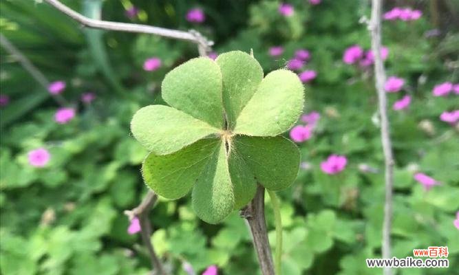 草地上的幸运符号——四叶草 四叶草寓意与象征意义的探究