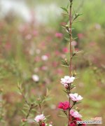 传递生命力的红色花朵 松红梅的花语