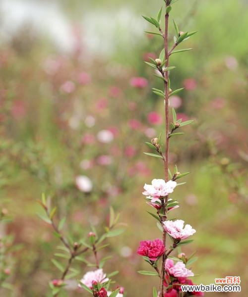 传递生命力的红色花朵 松红梅的花语