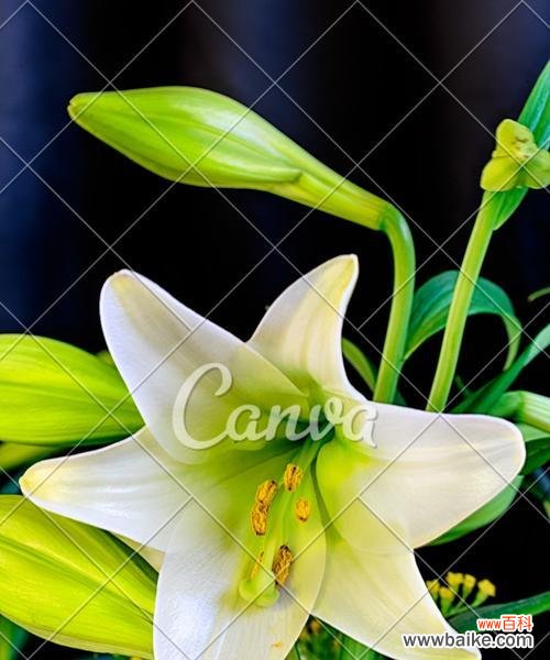 探索百合花的神秘意义与象征，传递真挚的情感 送百合花的含义及象征