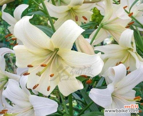 探秘送百合花的意义与文化传统 百合花的寓意与象征