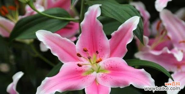 探秘送百合花的意义与文化传统 百合花的寓意与象征