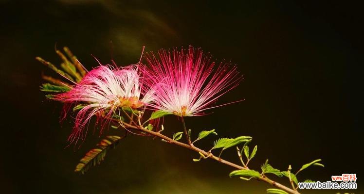 探寻友谊的象征,寻找心灵的连接 友谊之花