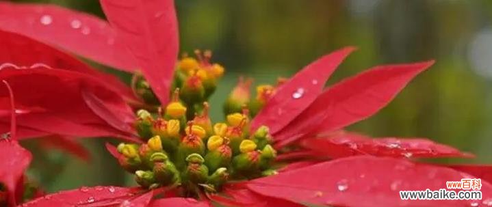 以鲜花传递的圣诞祝福 圣诞花的花语揭示