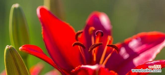 传递温暖与祝福的圣诞百合花语 圣诞百合花语