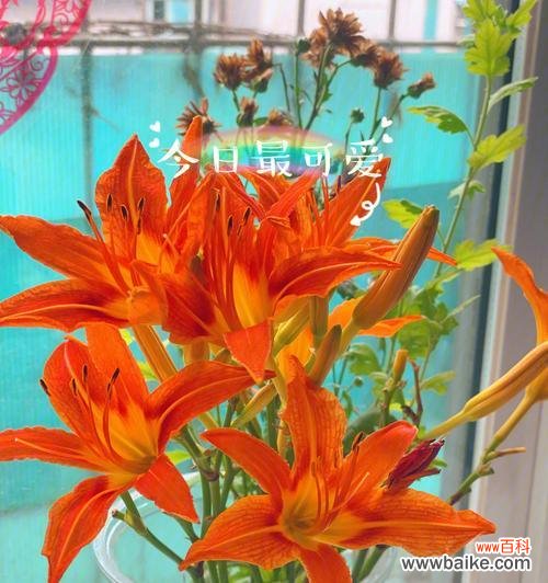 传递温暖与祝福的圣诞百合花语 圣诞百合花语