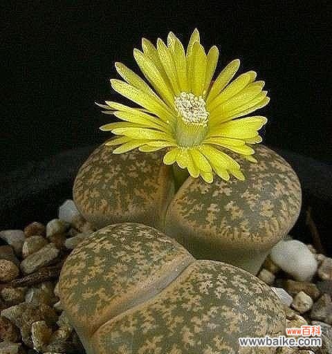 石头中的花海，花开意蕴 生石花花语