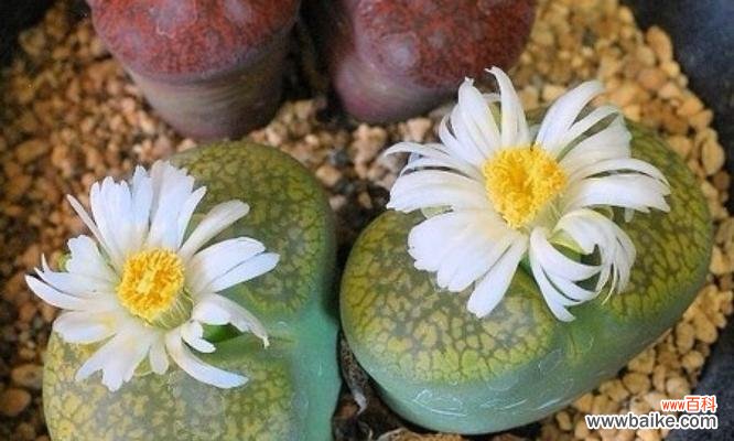 石头中的花海，花开意蕴 生石花花语