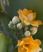 传递好运和幸福的花卉精选，助你迎接美好未来 吉祥之花