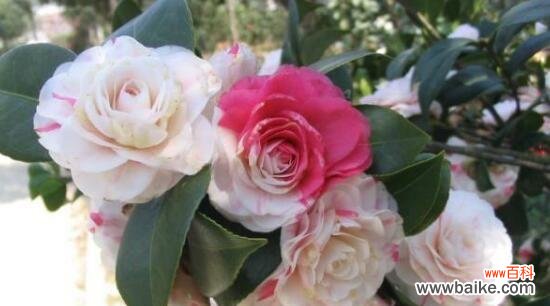 探寻尸香魔芋的花语与人生智慧 尸香魔芋的花语揭示人生哲理