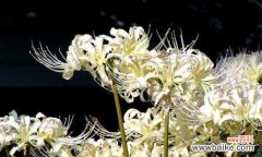 探寻尸香魔芋的花语与人生智慧 尸香魔芋的花语揭示人生哲理