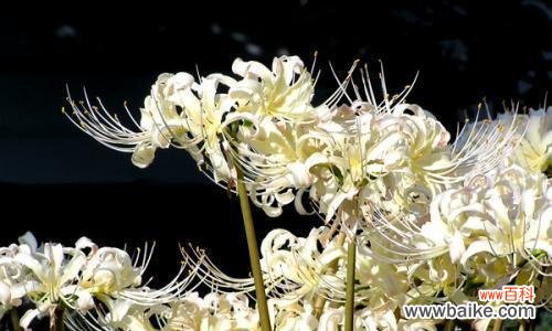 探寻尸香魔芋的花语与人生智慧 尸香魔芋的花语揭示人生哲理