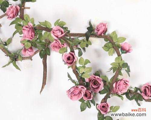 揭示玫瑰花的世界之谜 十朵玫瑰的意义