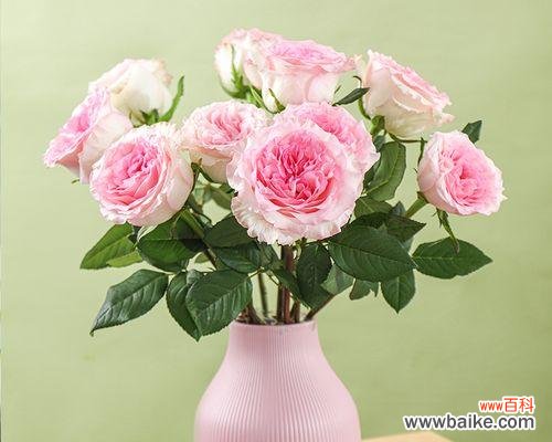 探索十朵玫瑰所代表的含义 十朵玫瑰的深意