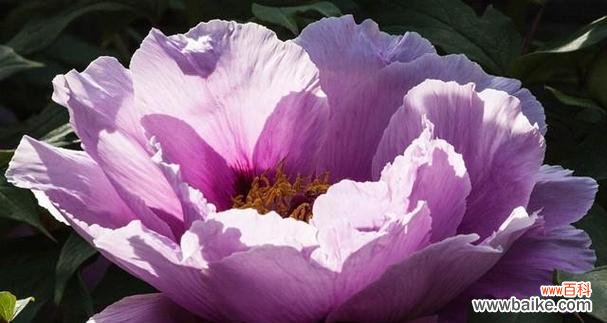 星座花之美，看你的花语暗示在哪儿 十二星座代表的花语大揭秘