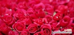 探索花语，感受爱的魅力 十二朵玫瑰花的象征意义