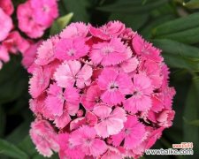 探寻石竹花的寓意与象征 石竹花