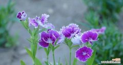 解读石竹花所代表的情感与价值 石竹花的象征意义和寓意