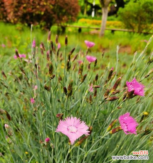 传承千年的花朵语言 探寻石竹梅花语之美