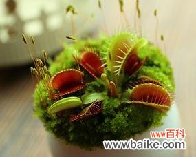 揭开食人花的神秘面纱 食人花的花语