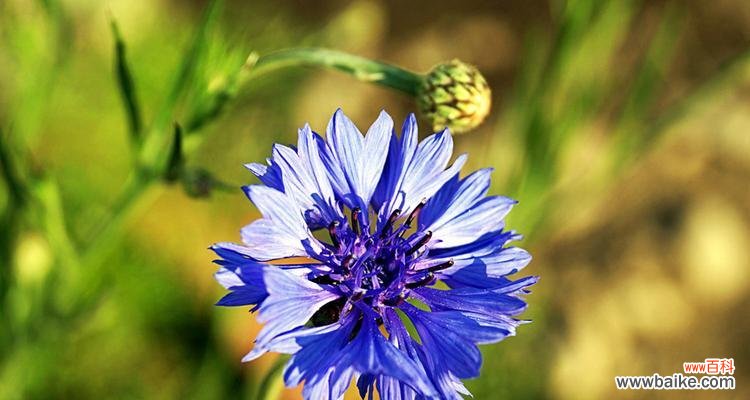 以矢车菊的花语探寻情感世界 矢车菊的花语