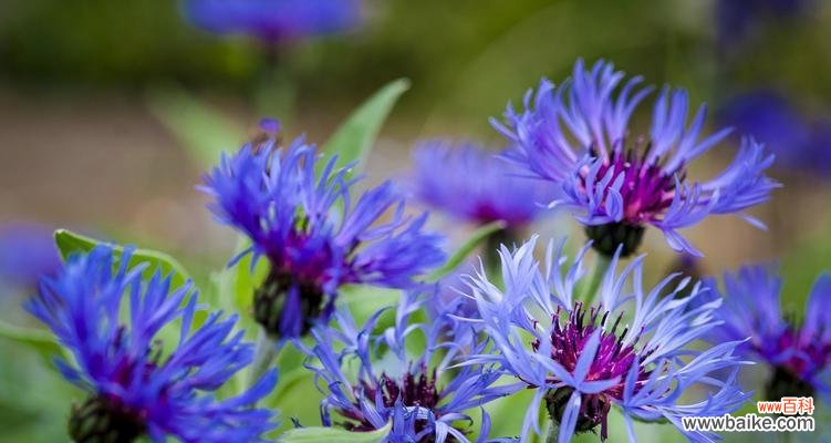 深情不渝的爱情与自由的表达 矢车菊花语的美丽寓意