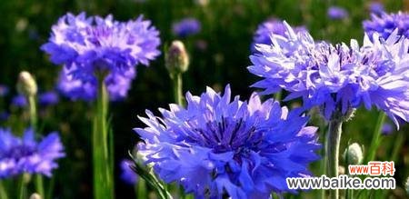 探索自然之语品味矢车菊之美 矢车菊花语的深意与传承
