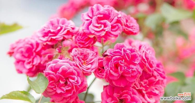 揭秘浪漫花语中最佳代表者及其意义 浪漫花语之世界上最浪漫的花是什么