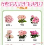 云朵玫瑰花的寓意是什么？